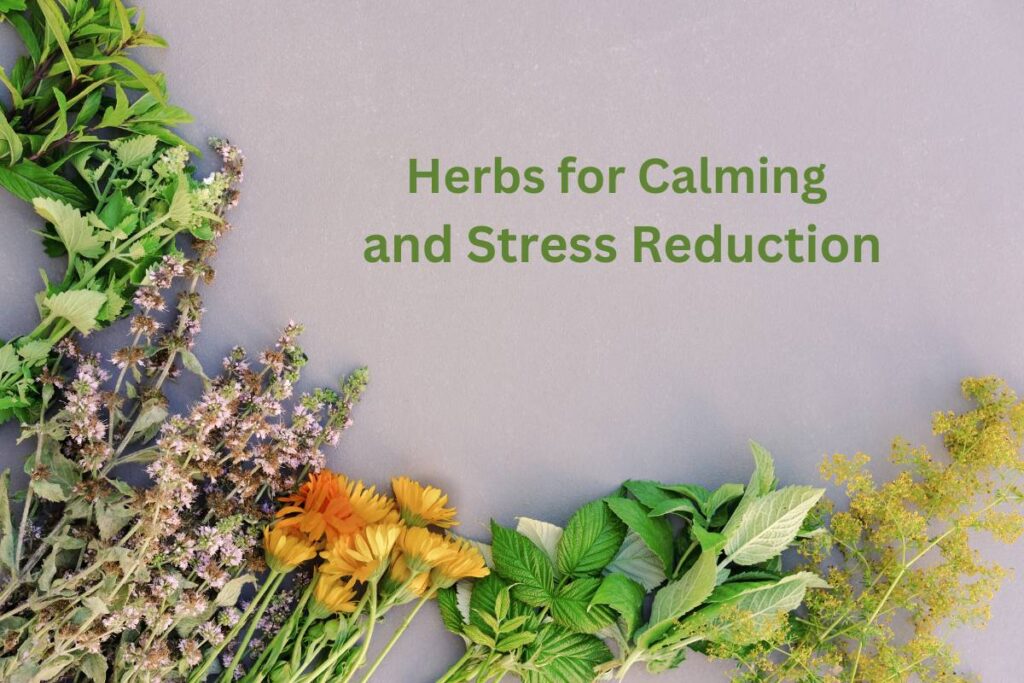 Herbs for Calming and Stress Reduction